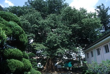 함양 학사루 느티나무