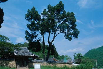 입암서원 향나무