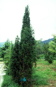 노간주나무