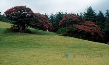 부산 양정동 배롱나무