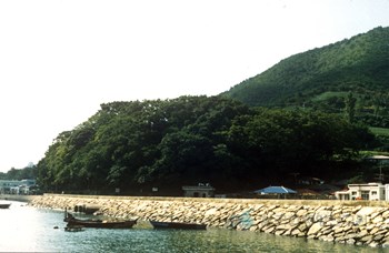 남해 미조리 상록수림