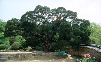 양동 향나무