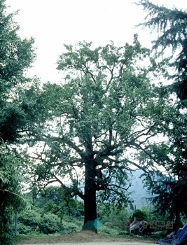 청도 상리 돌배나무