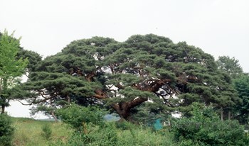 의령 성황리 소나무