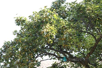 진안 은수사 청실배나무