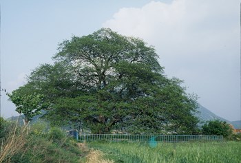 강진 사당리 푸조나무
