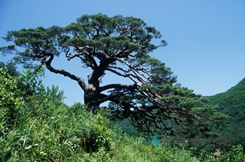 정선 화암리 소나무