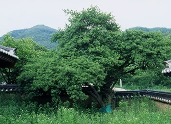청도 명대리 사철나무
