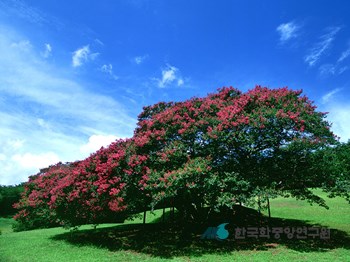 부산 양정동 배롱나무