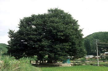 영풍 태장리 느티나무