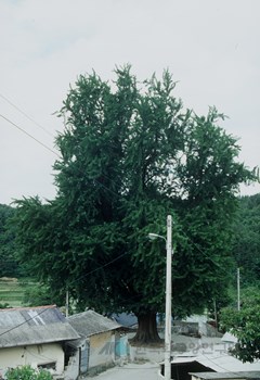 금릉 추량리 은행나무