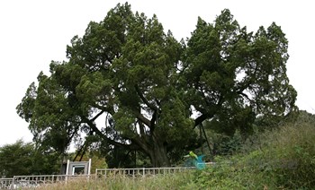 양주 양지리 향나무