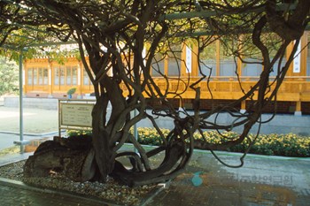 서울 삼청동 등나무