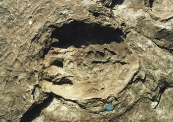 함안 외암리 공룡발자국 화석