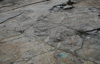 화순 서유리 공룡발자국 화석산지
