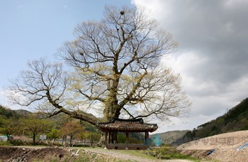 장성 단전리 느티나무