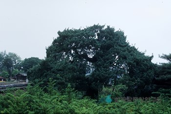 영해 경수당 향나무