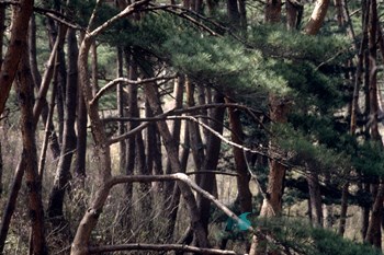 합천 해인사 소나무숲