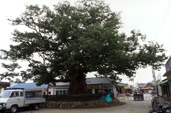 삼척 교가리 느티나무