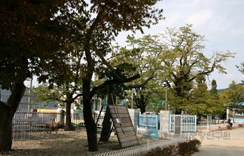 진안 평지리 이팝나무
