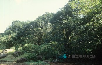 한라산 천연보호구역 평대리 비자림