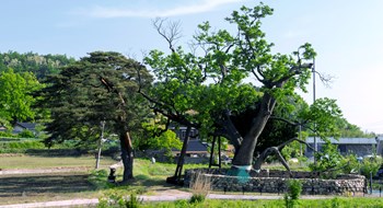 삼척 궁촌리 음나무