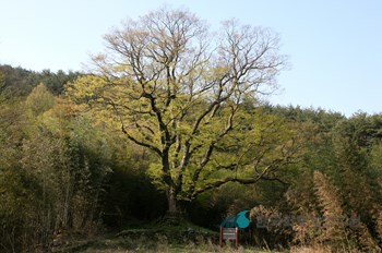 담양 경상리 느티나무