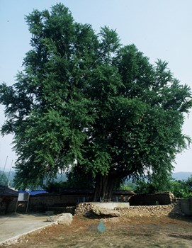 강진 성동리 은행나무