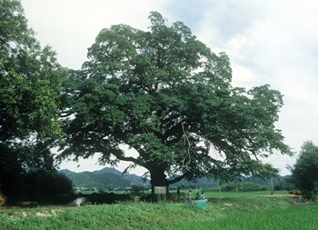 장흥 어산리 푸조나무