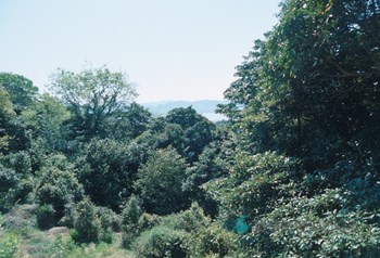 강진 백련사 동백나무 숲