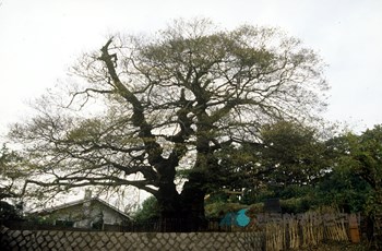 부산 좌수영성지 푸조나무