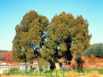 남양주 양지리 향나무