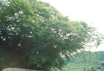 거제 시방리 팽나무