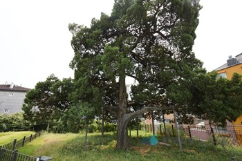 서울 선농단 향나무