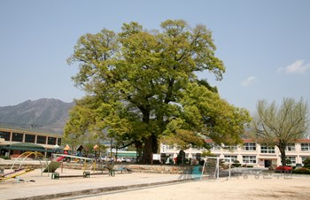 담양 대치리 느티나무