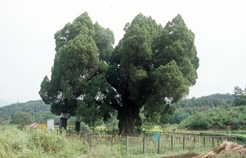 양주 양지리 향나무