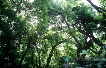 부산 범어사 등나무 군락