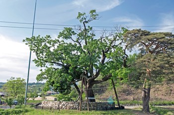 삼척 궁촌리 음나무