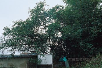 국우동 탱자나무