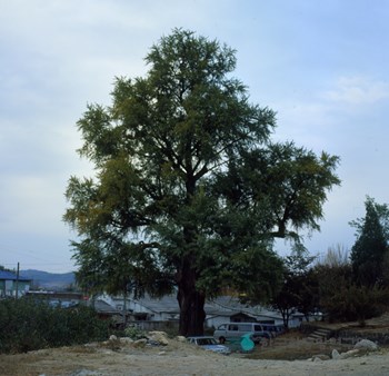 임고서원 은행나무