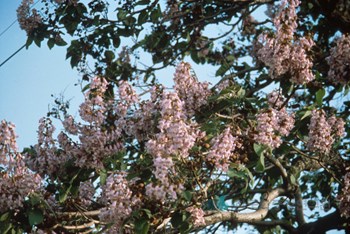 오동나무 꽃