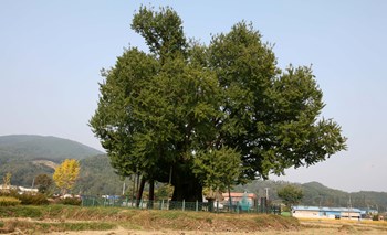 울주 구량리 은행나무
