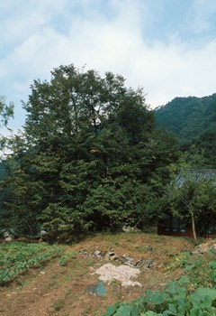 보리수나무