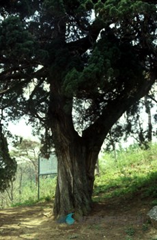 가평 연하리 향나무