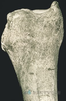 제천 점말동굴 유적 출토 코뿔소뼈