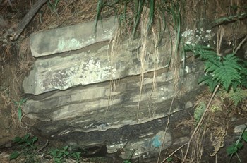 칠곡 금무봉 나무고사리화석 산지