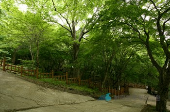 고창 문수사 단풍나무 숲