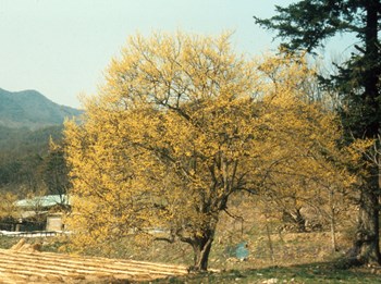 산수유나무