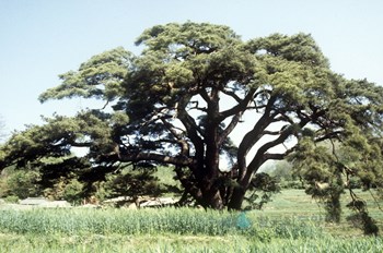 합천 화양리 소나무
