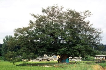 영풍 단촌리 느티나무